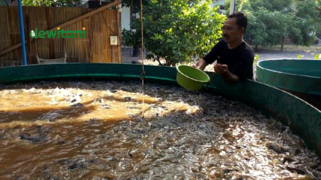 Cara Membuat Fermentasi Pakan Lele Bioflok – Beragampengetahuan.com