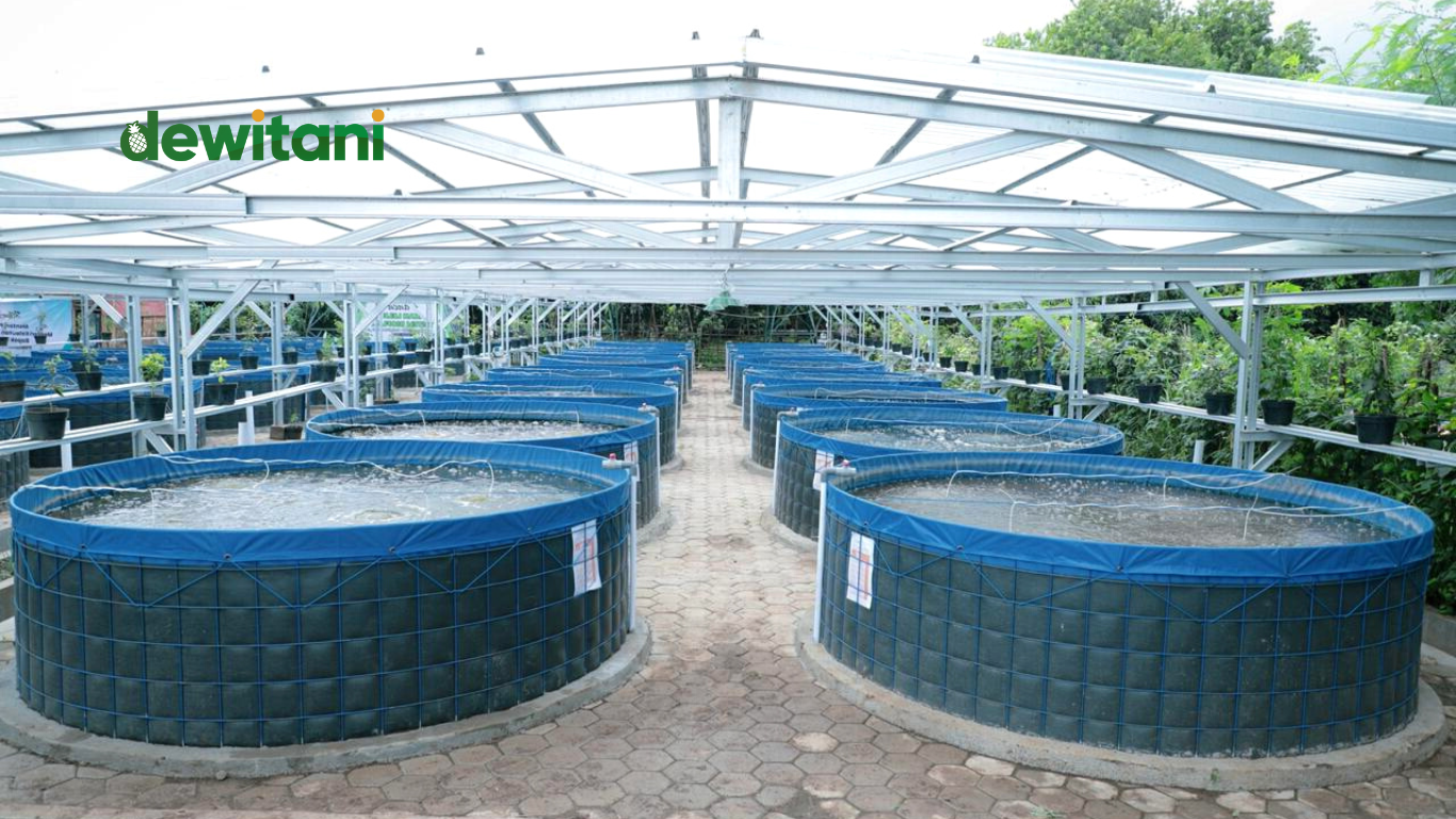 Tips Memilih Kolam Untuk Lele Bioflok – Beragampengetahuan.com