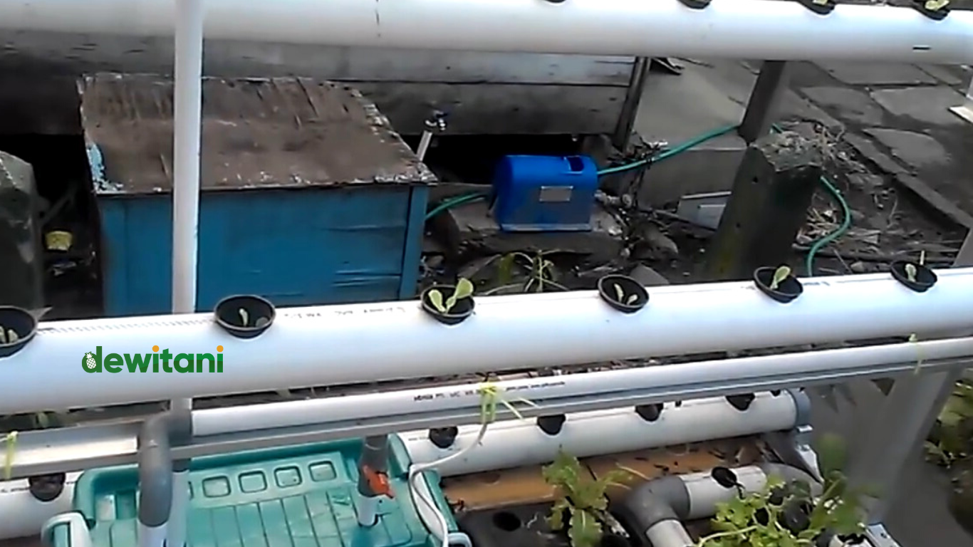 Cara Kerja Sistem Aquaponik DFT (Deep Flow Technique) – Beragampengetahuan.com