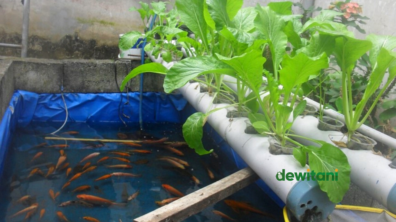 Cara Membuat Sistem Aquaponik DFT – Beragampengetahuan.com