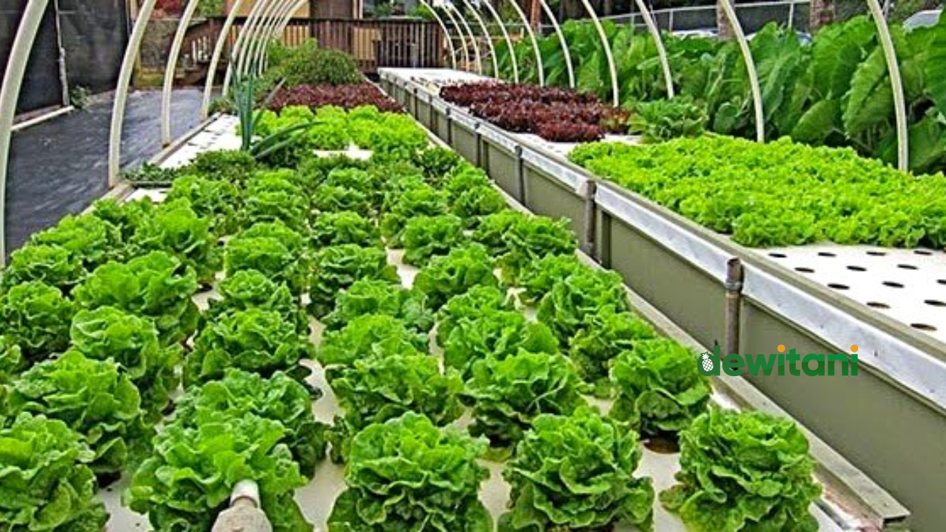 10 Tanaman Yang Cocok Untuk Aquaponik – Beragampengetahuan.com
