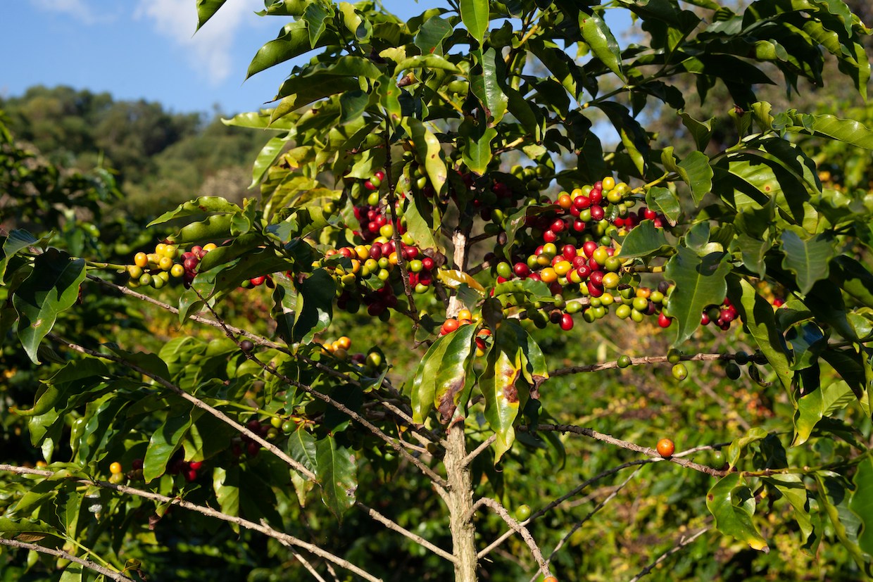 Penanaman kopi