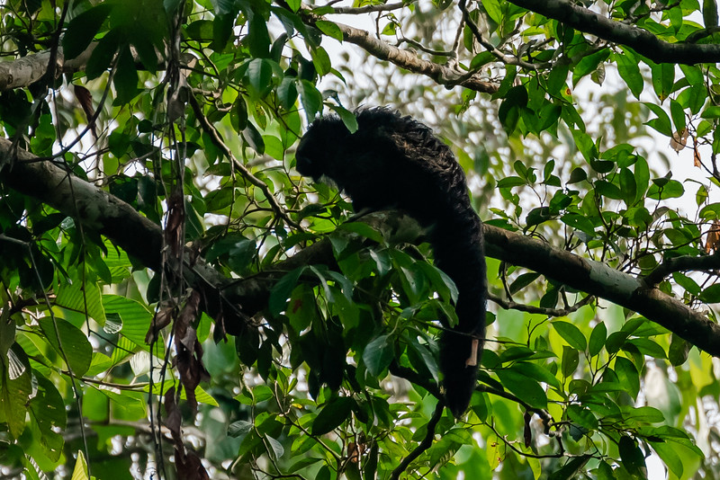 Isabela Saki Monkey in Pacaya Samiria National Reserve in Peru