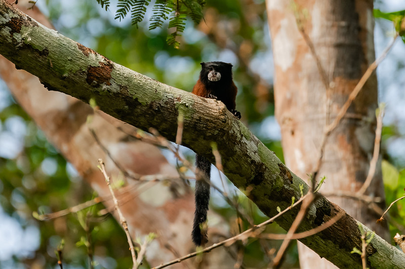 Saddleback Tamarin Monkey seen in Pacaya Samiria National Reserve in Peru