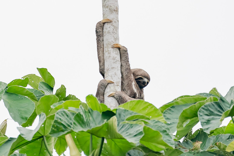 Three toed sloth above the canopy line in Pacaya Samiria National Reserve in Peru