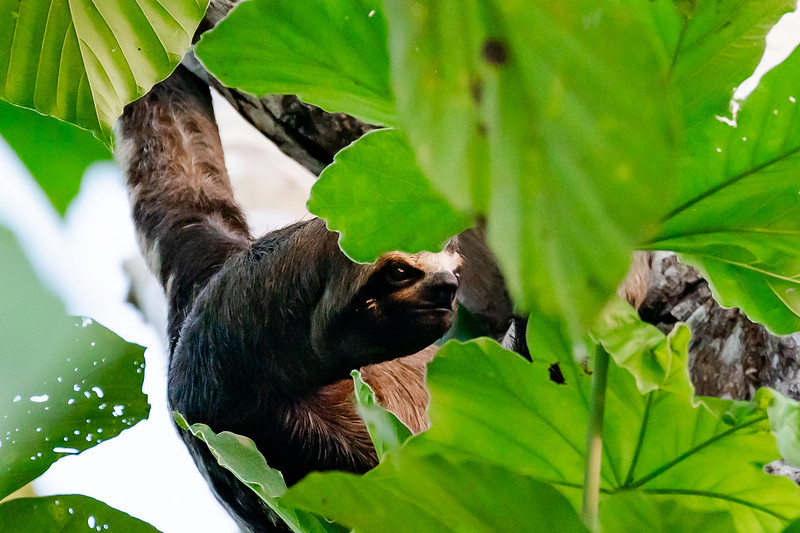 Three toed sloth face up close in Pacaya Samiria National Reserve in Peru
