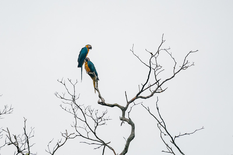 Blue and yellow macaws sitting in a tree near in Pacaya Samiria National Reserve
