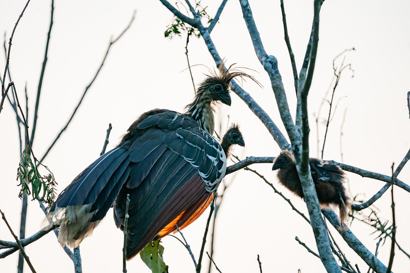 Hoatzin with two chicks in Pacaya Samiria National Reserve