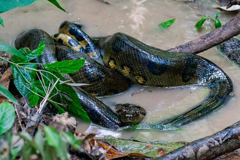 Juvenile green Anaconda in Pacaya Samiria National Reserve in Peru