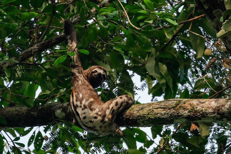 Three toed sloth in Pacaya Samiria National Reserve in Peru