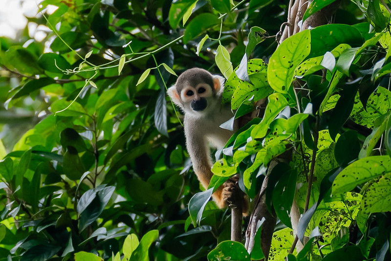 Squirrel monkey looking at camera in Iquitos, Peru