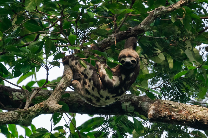 Three toed sloth looking at camera in Pacaya Samiria National Reserve in Peru