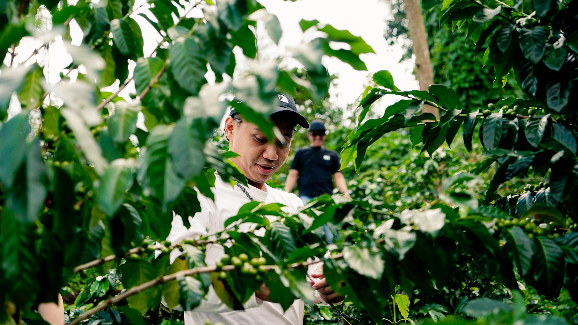 Di dalam perubahan dunia kopi Indonesia dari kafe menjadi produsen

 – Beragampengetahuan