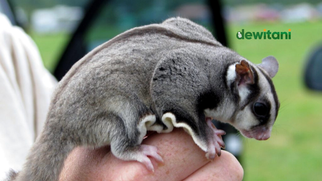 20 Cara Menjinakan Sugar Glider – Beragampengetahuan.com
