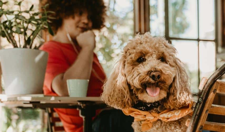 Restoran yang cocok untuk anjing

 – Beragampengetahuan