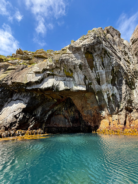 Bull kelp and sea cave at the Snares, New Zealand