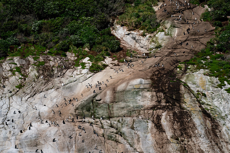 Penguin slide at the Snares, Subantarctic New Zealand