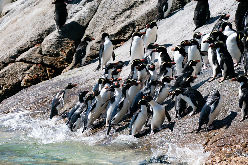 Snares Crested penguins in the Snares, New Zealand