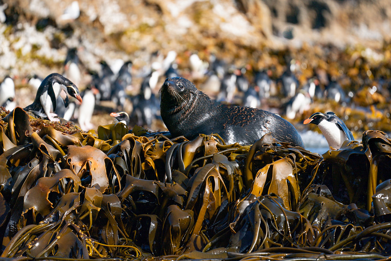 New Zealand fur seal at the Snares
