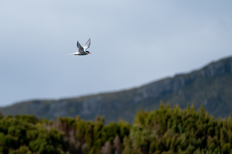 Arctic Tern flying near Campbell Island, New Zealand