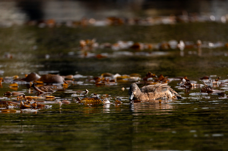 Campbell Island Teal in bull kelp, Campbell Island, New Zealand