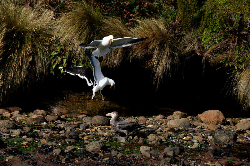Gulls flying over a Giant petrel at Campbell Island, New Zealand