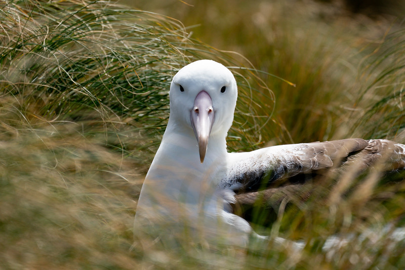 Southern Royal Albatross on Campbell Island, New Zealand