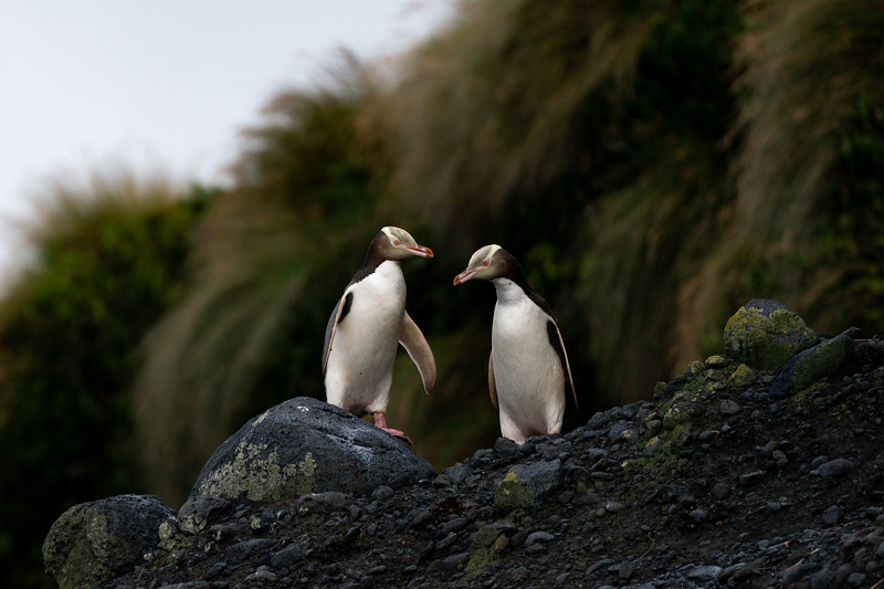 Yellow-eyed penguins on Enderby Island, New Zealand