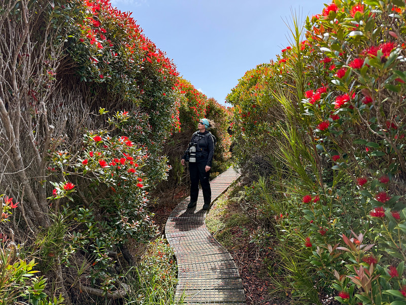 Lina Stock hiking through Southern Rata trees on Enderby Island, New Zealand