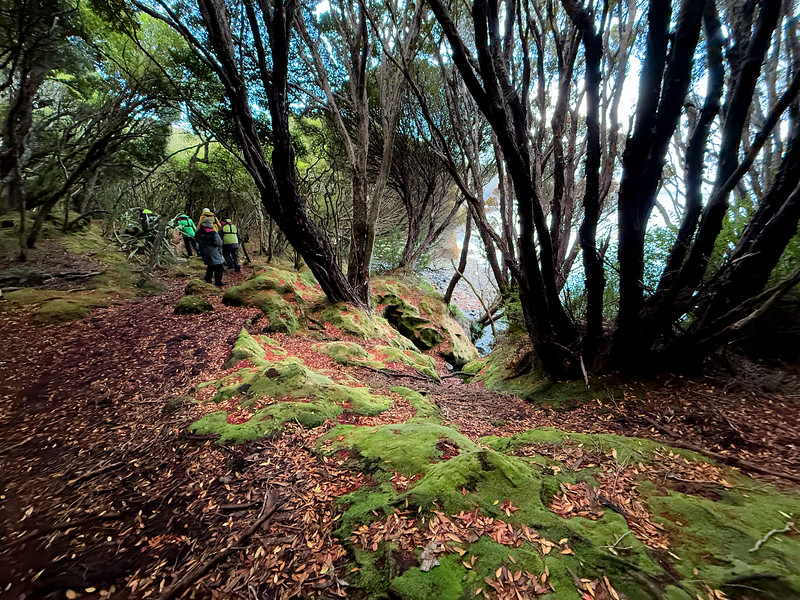 Hardwicke, Auckland Island, New Zealand