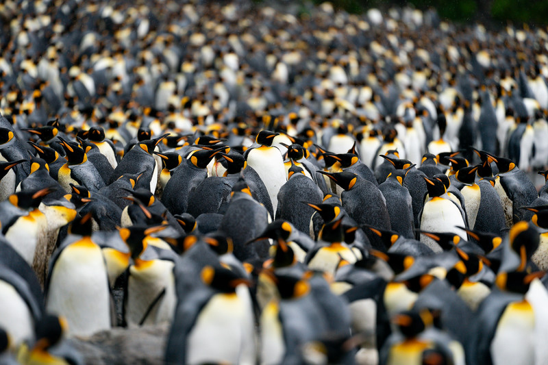 King penguin colony at Sandy Bay, Macquarie Island