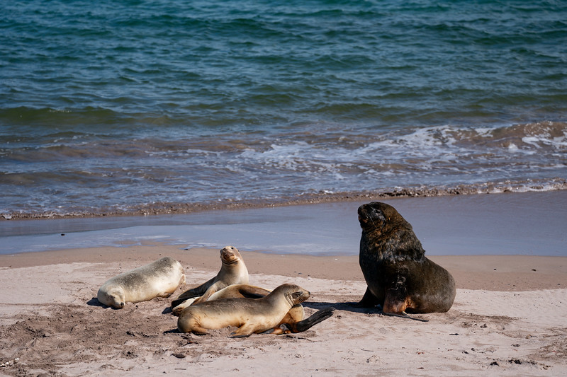 New Zealand sea lions at Sandy Bay, Enderby Island, New Zealand