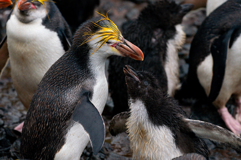 Royal penguin with chick at Sandy Bay, Macquarie Island
