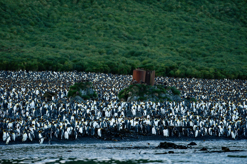 King penguin colony with digesters at Lusitania Bay, Macquarie Island, Australia