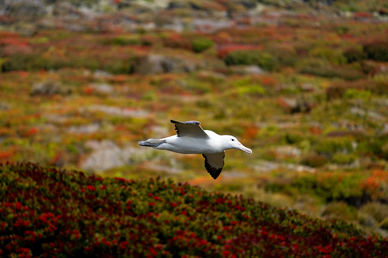 Southern Royal Albatross on Enderby Island, New Zealand