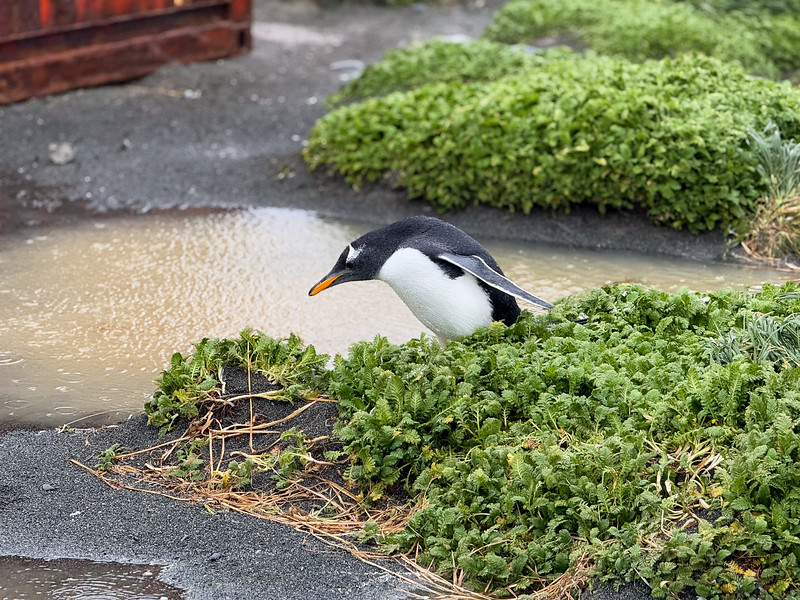 Gentoo Penguin on the Isthmus on Macquarie Island