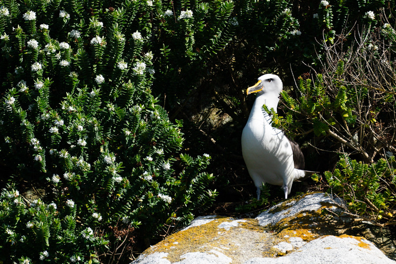 Buller's Albatross at the Snares, New Zealand