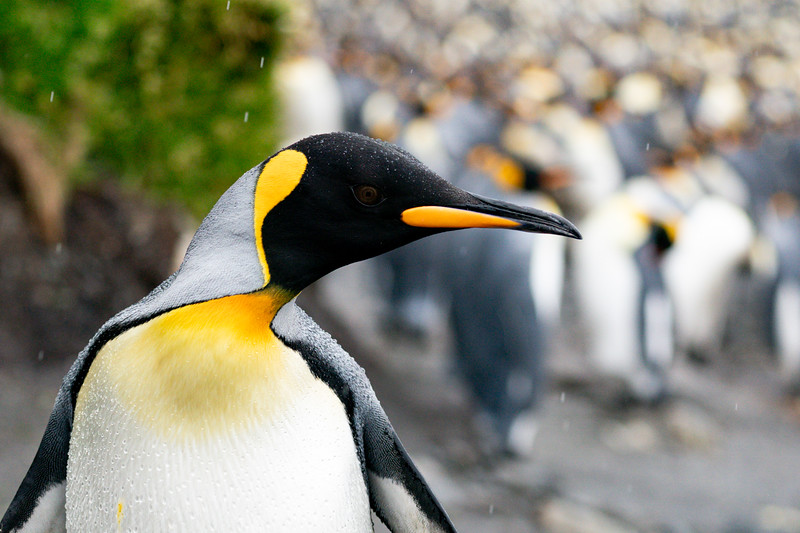 King penguin at Sandy Bay, Macquarie Island