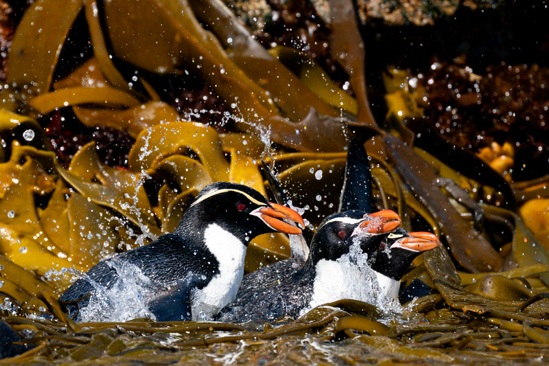 Snares Crested penguin in kelp at the Snares, New Zealand