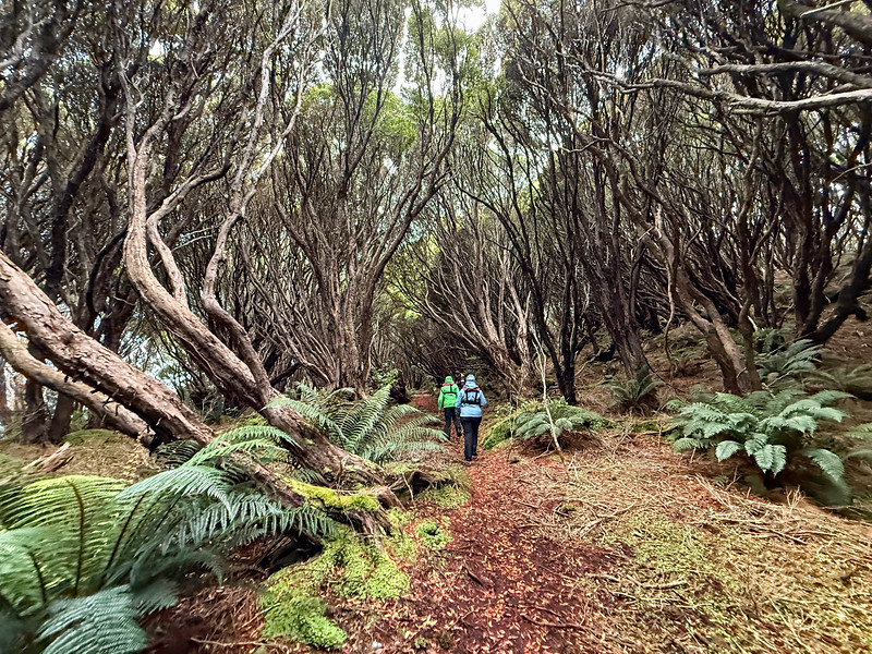 Visitors at Harwicke on Auckland Island, Subantarctic New Zealand