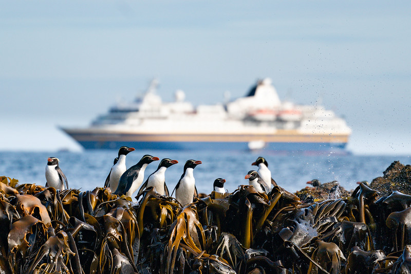 Snares Crested penguins and Heritage Adventurer at the Snares, New Zealand