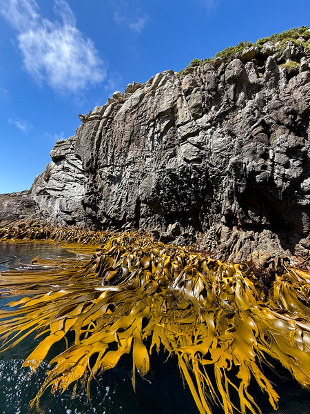 Bull kelp along the coastline of the Snares, New Zealand