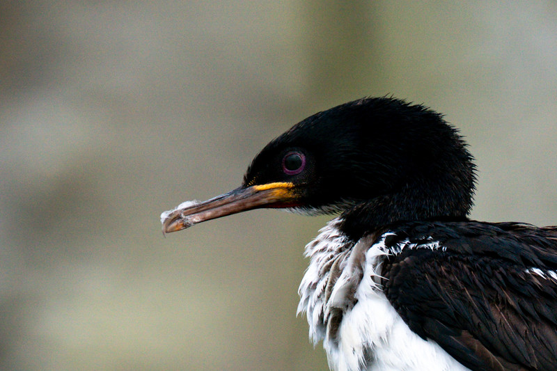 Auckland Island Shag near Enderby Island, New Zealand