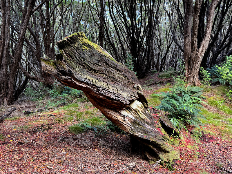 Victoria Tree at Hardwicke, Auckland Island, New Zealand