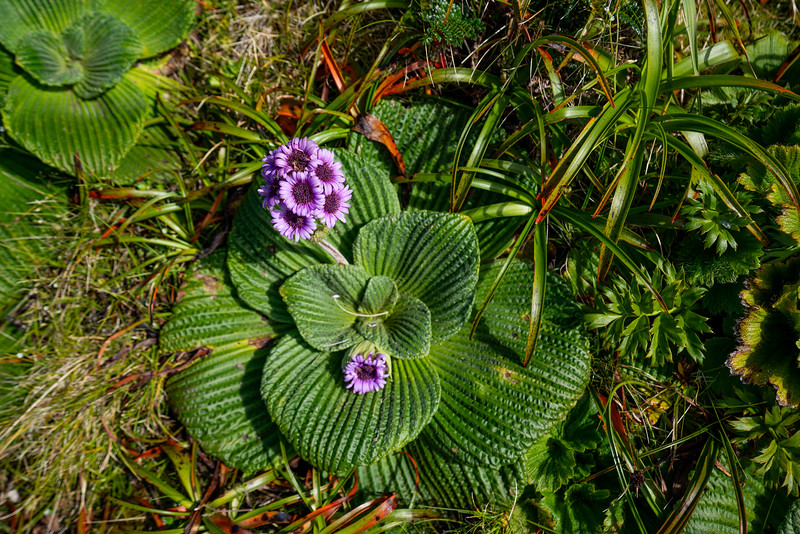 flowering megaherbs on Campbell Island in the subantarctic islands of New Zealand
