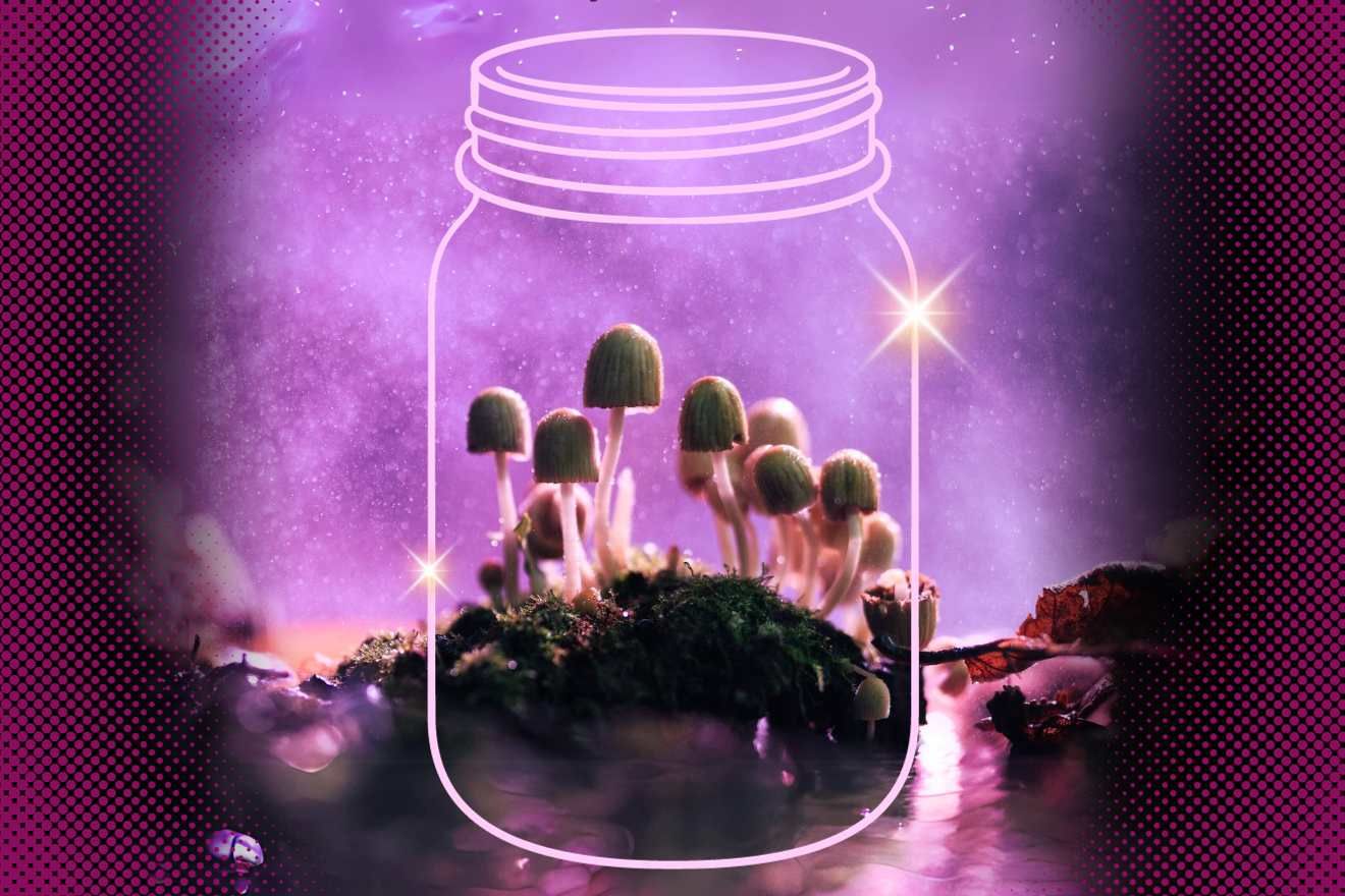 How To Store Shrooms: Best Tips For Long-Term Potency And Freshness – Beragampengetahuan
