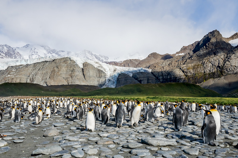Gold Harbour, South Georgia, King Penguin colony