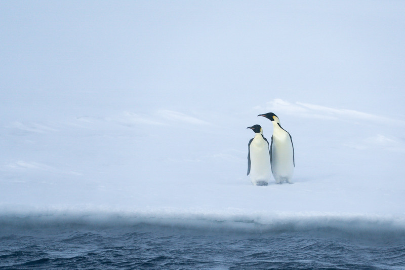Emperor penguins in the Antarctica Ross Sea