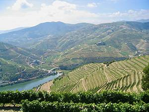Versi Baru oleh Robert Parker Wine Advocate 3 29D6CD4DB1CB956FB82DB1060D269625412DFC17BB2E7629FDA69281B273