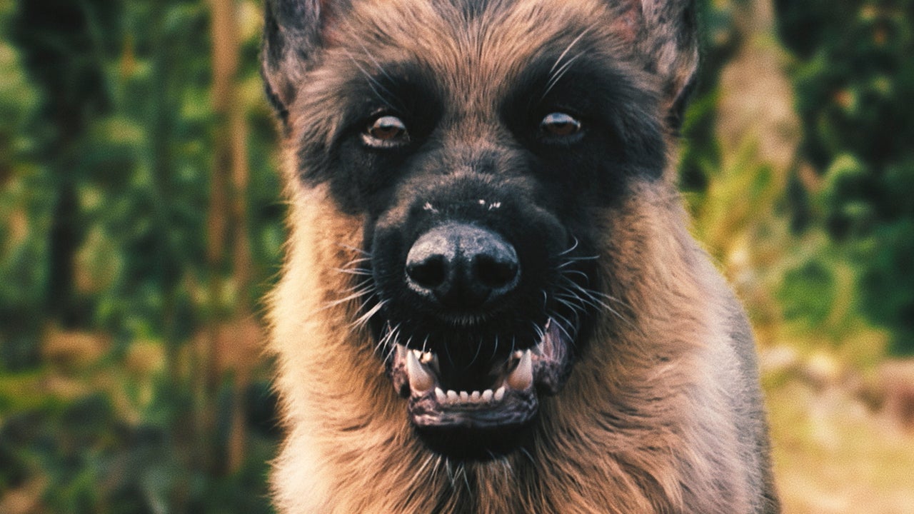 Horor aksi anjing pembunuh terpisah – trailer dan rilis berita

 – Beragampengetahuan